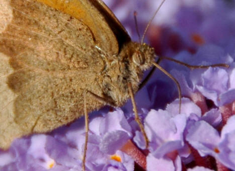 Comma Butterfly on Butterfly Bush